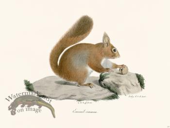 Cuvier 275 Squirrel Cammun